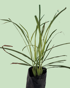 Lemon Grass