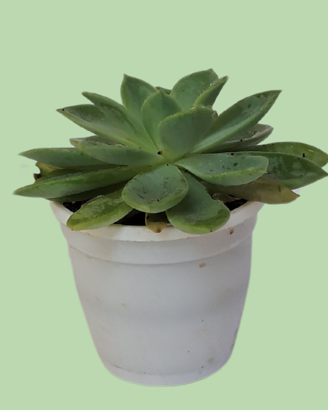 Succulent (Lotus)