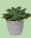 Succulent (Lotus)