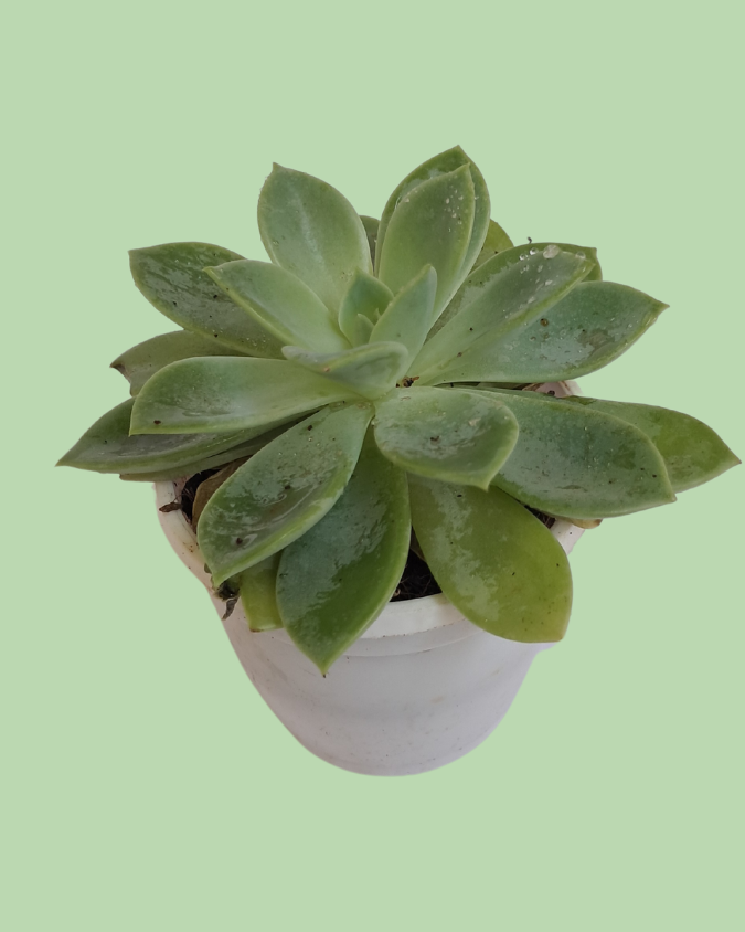 Succulent (Lotus) Secondary image