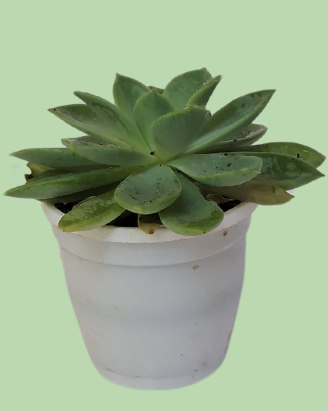 Succulent (Lotus)