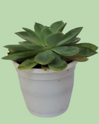 Succulent (Lotus)
