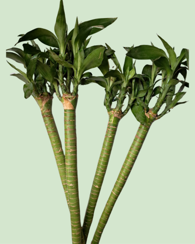 Lucky Stem Bamboo (Lotus Bamboo) - Single Piece