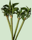 Lucky Stem Bamboo (Lotus Bamboo) - Single Piece