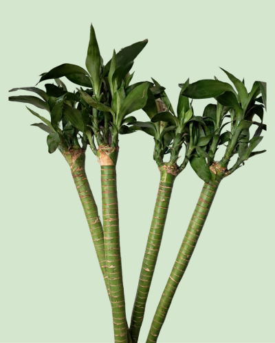 Lucky Stem Bamboo (Lotus Bamboo) - Single Piece