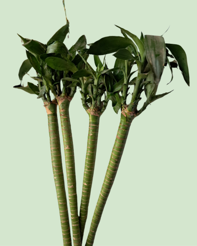 Lucky Stem Bamboo (Lotus Bamboo) - Single Piece