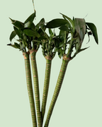 Lucky Stem Bamboo (Lotus Bamboo) - Single Piece