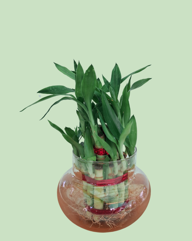 Lucky Bamboo (Double Layer)