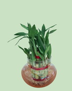 Lucky Bamboo (Double Layer)