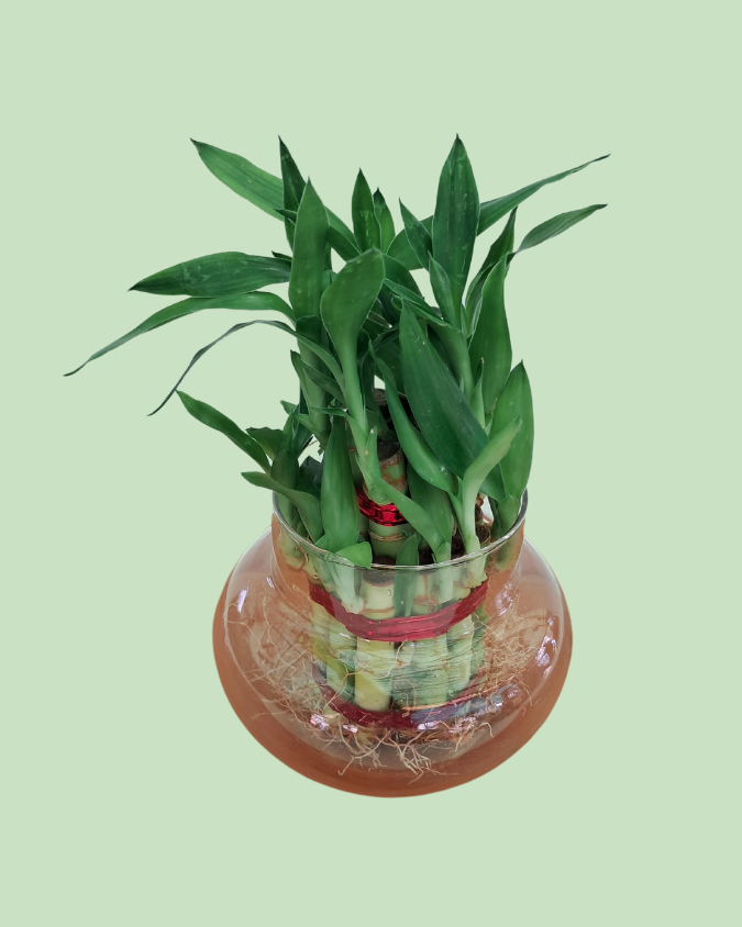 Lucky Bamboo (Double Layer)