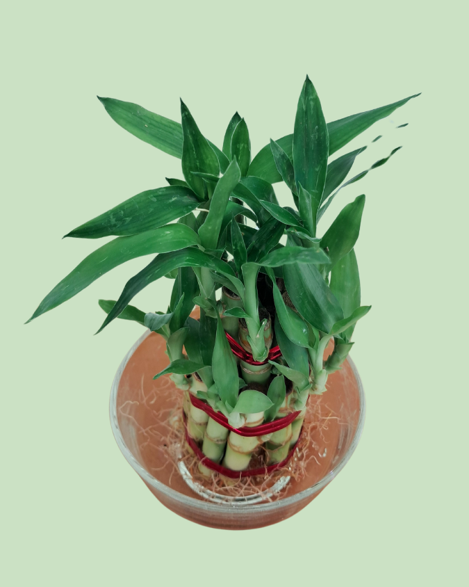 Lucky Bamboo (Double Layer)