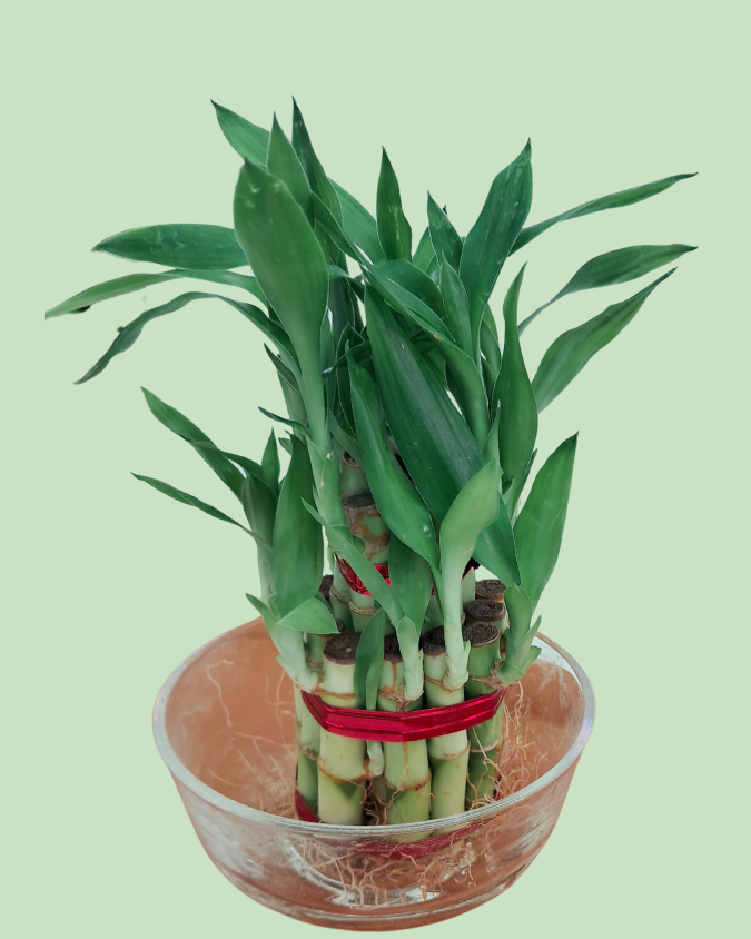 Lucky Bamboo (Double Layer) Main image