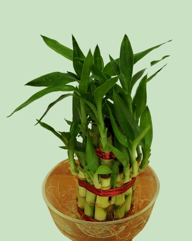 Lucky Bamboo (Double Layer)