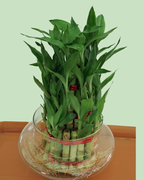 Lucky Bamboo (Tripple Layer)