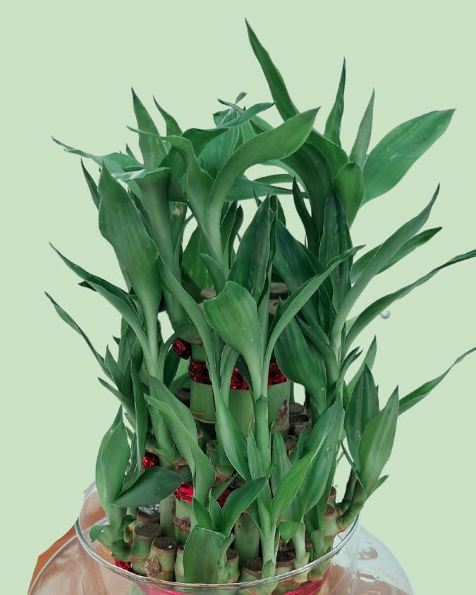 Lucky Bamboo (Tripple Layer)