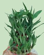 Lucky Bamboo (Tripple Layer)