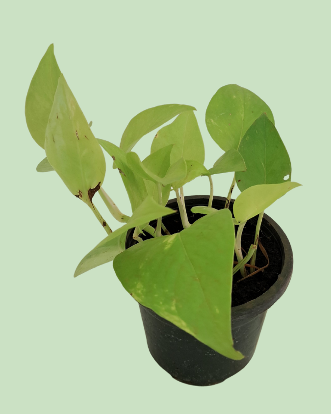 Money Plant (Pothos) - Golden