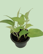 Money Plant (Pothos) - Golden