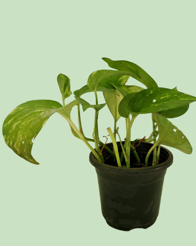 Money Plant (Pothos) - Green