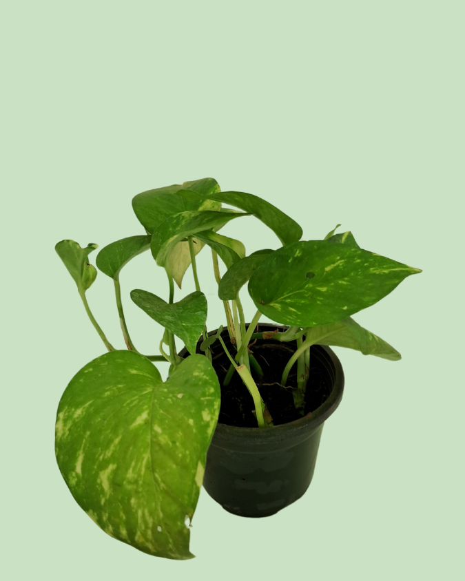 Money Plant (Pothos) - Green