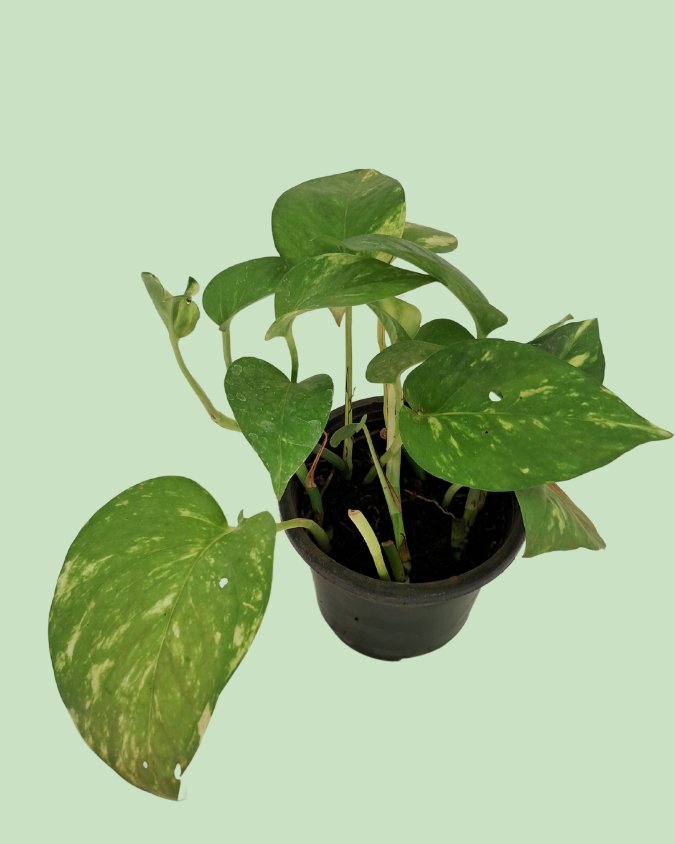 Money Plant (Pothos) - Green
