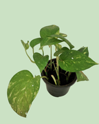 Money Plant (Pothos) - Green