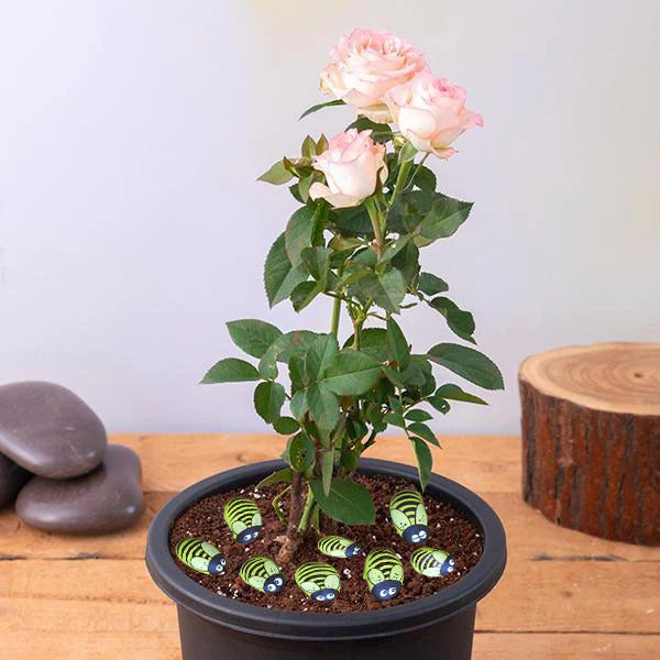 Beautiful Painting Stones Showpiece 6 Pcs