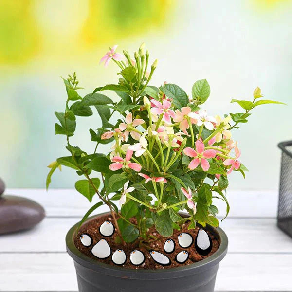 Under Of Sea Painting Stones Showpiece - 6 Pcs