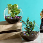Ladybug Painting Stones Showpiece - 6 Pcs