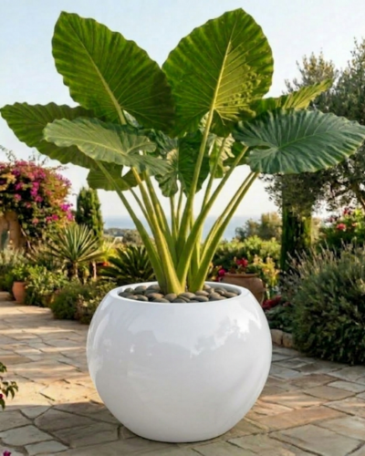 Globe/Matki Shaped PL-12 |70x67 CM