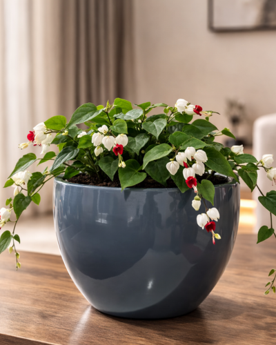 Round, convex, "apple-shaped," or potbelly PL-06 | 40x28 CM Main image