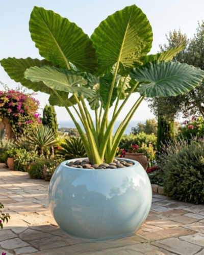 Globe/Matki Shaped PL-12 |70x67 CM Main image