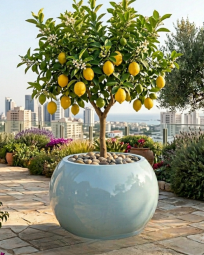 Globe/Matki Shaped PL-13 |52x52 CM Main image