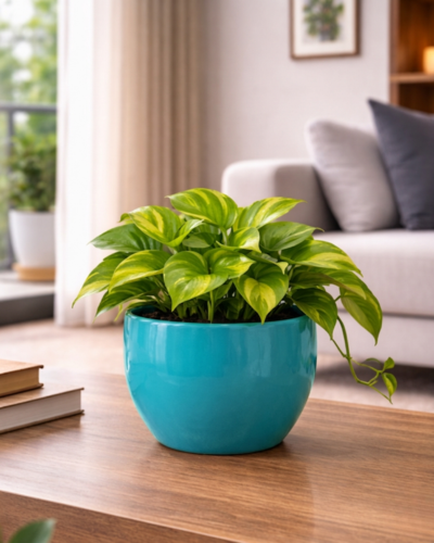 Apple Shapped/Round Convex FRP Planter PL-09 | 20x20 CM