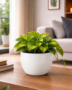 Apple Shapped/Round Convex FRP Planter PL-09 | 20x20 CM