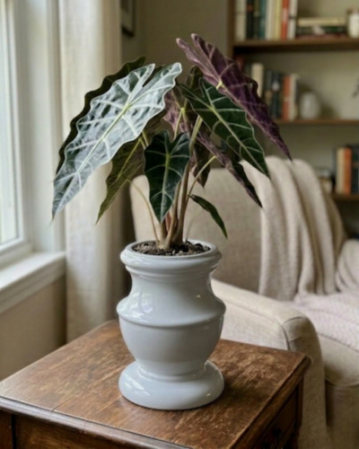 FRP Planter PL-10 | 17x29 CM