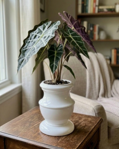 FRP Planter PL-10 | 17x29 CM