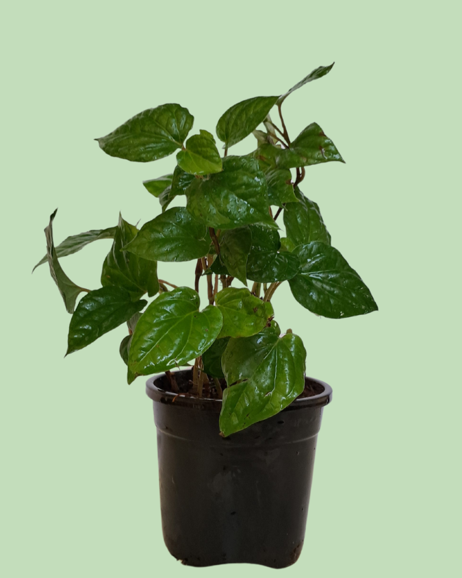 Paan (Betel)