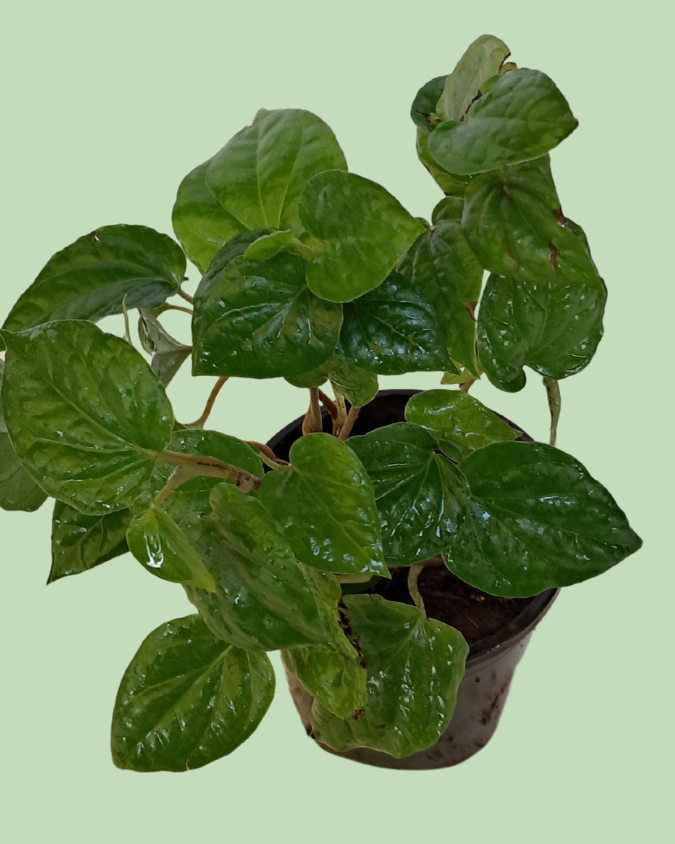 Paan (Betel)