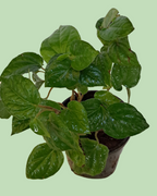 Paan (Betel)