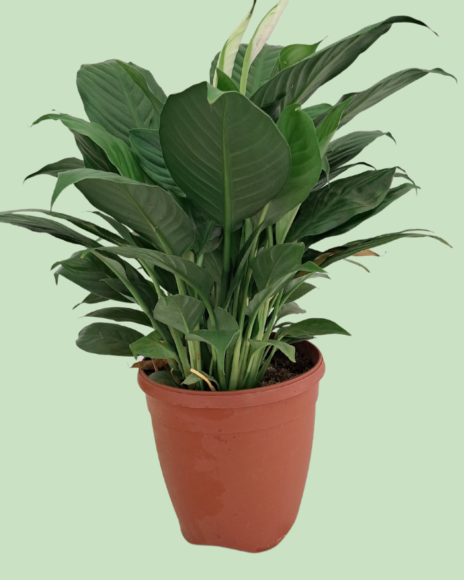 Peace Lily