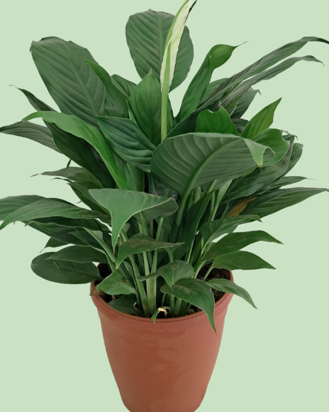 Peace Lily