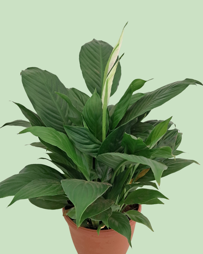 Peace Lily
