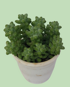 Pegasus Flora Plant (Succulent)
