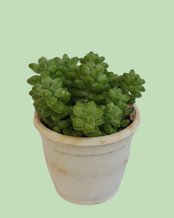 Pegasus Flora Plant (Succulent)