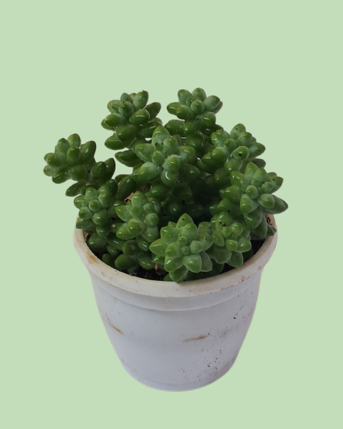 Pegasus Flora Plant (Succulent)