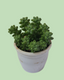 Pegasus Flora Plant (Succulent)