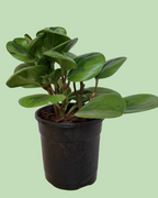 Peperomia Baby Rubber plant