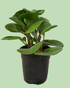 Peperomia Baby Rubber plant