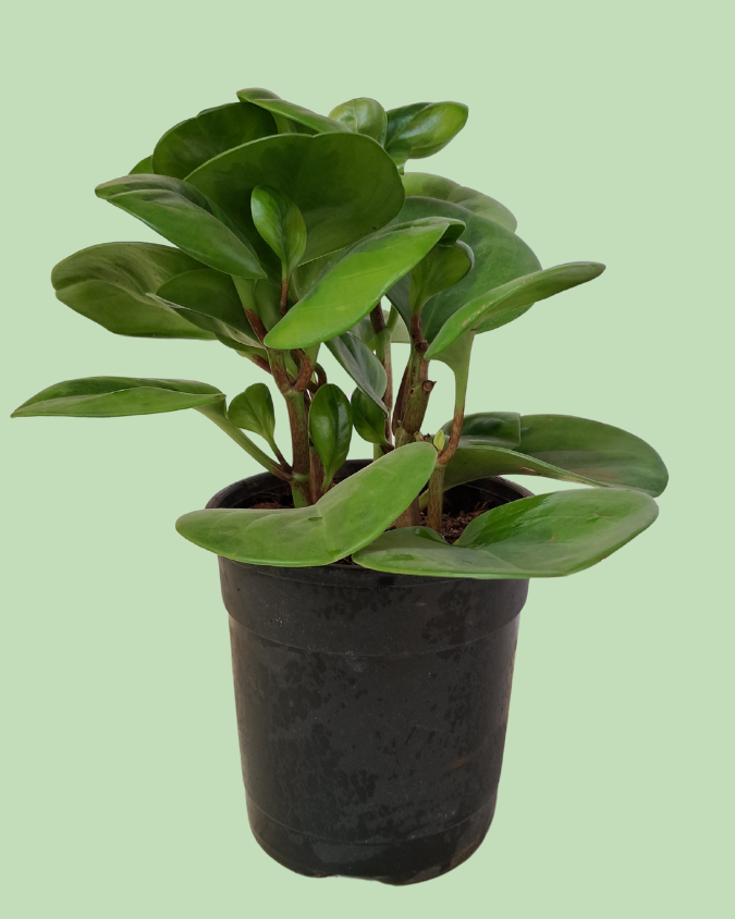 Peperomia Baby Rubber plant